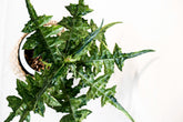 Acanthus montanus variegata